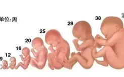 怀孕1一40周胎儿发育全过程图 看完更觉孕育生命的神奇