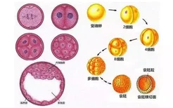 试管移植怎么选择胚胎