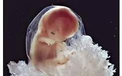 胎儿大脑发育历程是怎样的