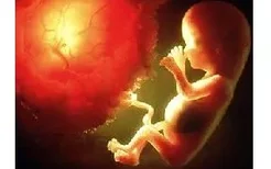 怀孕4个月胎儿的发育状况