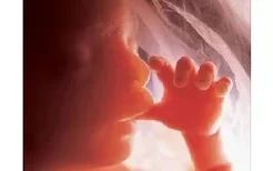 怀孕6个月胎儿的发育状况