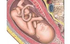 怀孕8个月胎儿的发育状况