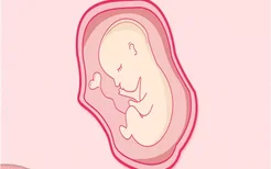 孕27周胎儿发育标准