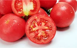 体寒的人可以吃西红柿吗