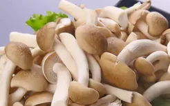 哺乳期可以吃蟹味菇吗